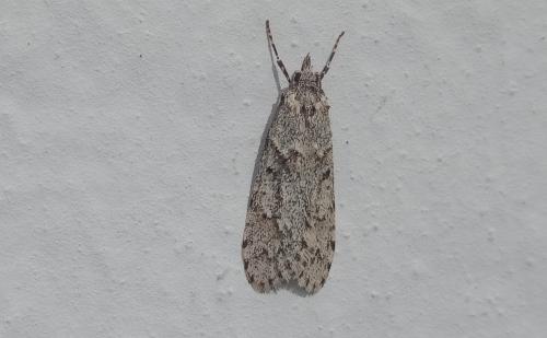 Diurnea fagella